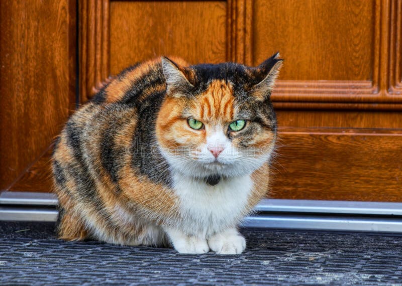 Hey, Im the boss. A colorful kitten sitting before main entrance to home and waiting for her owner when finally open the door. So she is so angry. Hey, Im the boss. A colorful kitten sitting before main entrance to home and waiting for her owner when finally open the door. So she is so angry